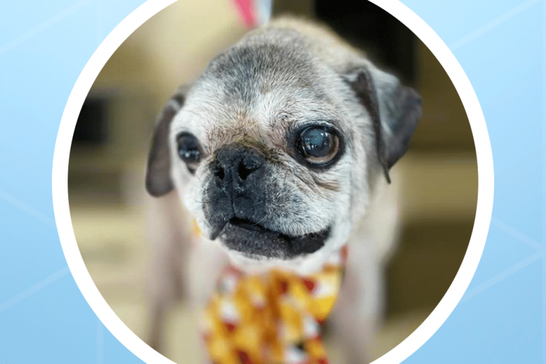 Bobby The Pug: Life Lessons Learned