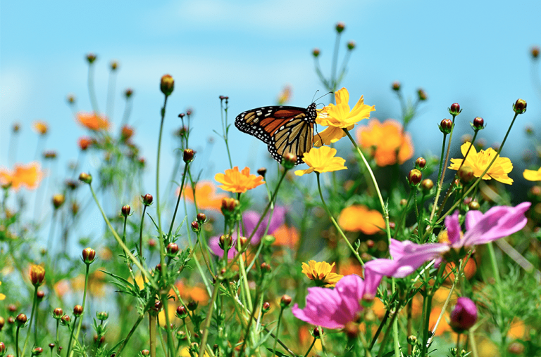 Human Composting: The New Green Burial Movement
